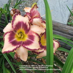 Location: Valley of the Daylilies in Lebanon, OH. Home of Dan and Jackie Bachman
Date: Jul 7, 2005 10:39 AM