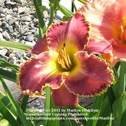 Location: Valley of the Daylilies in Lebanon, OH. Home of Dan and Jackie Bachman
Date: Jul 7, 2005 7:05 PM