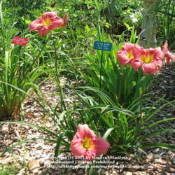 Location: Valley of the Daylilies in Lebanon, OH. Home of Dan and Jackie Bachman
Date: Jul 8, 2005 10:57 AM