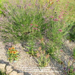 Location: My garden in Kentucky
Date: Jul 7, 2005 6:19 PM
Give this Lavender plenty of space