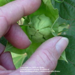 Location: Lincoln, NE
Date: Jul 24, 2010 6:21 PM
Developing seed pod