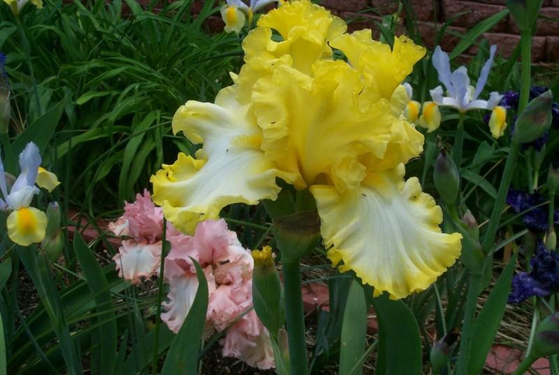 Photo of Tall Bearded Iris (Iris 'Beauty Becomes Her') uploaded by Newyorkrita