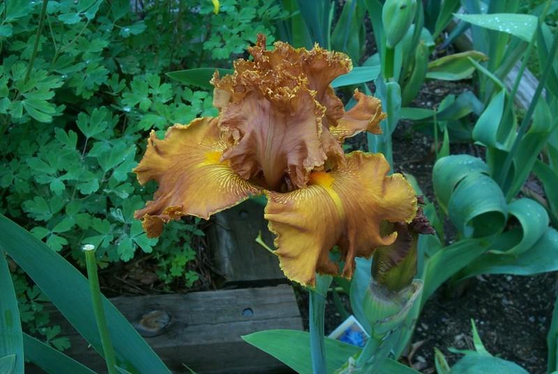 Photo of Tall Bearded Iris (Iris 'Coffee Song') uploaded by Newyorkrita