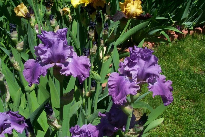 Photo of Tall Bearded Iris (Iris 'Rhinelander') uploaded by Newyorkrita