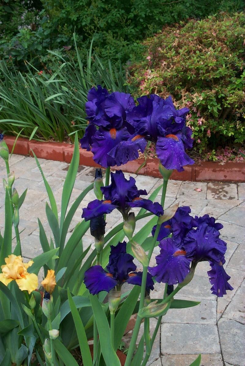 Photo of Tall Bearded Iris (Iris 'Paul Black') uploaded by Newyorkrita