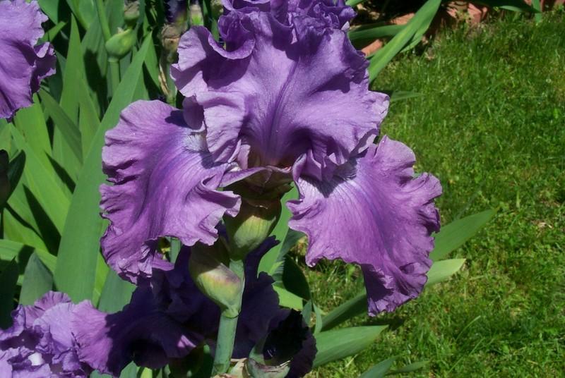 Photo of Tall Bearded Iris (Iris 'Rhinelander') uploaded by Newyorkrita