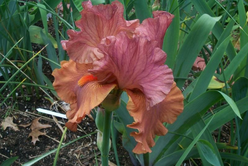 Photo of Tall Bearded Iris (Iris 'Flame Amber') uploaded by Newyorkrita