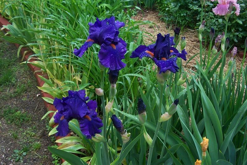 Photo of Tall Bearded Iris (Iris 'Paul Black') uploaded by Newyorkrita
