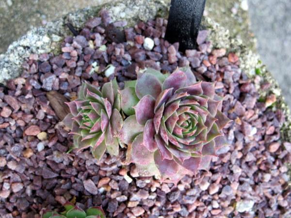 Photo of Hen and Chicks (Sempervivum 'Fame') uploaded by goldfinch4