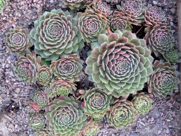 Photo of Hen and Chicks (Sempervivum 'Director Jacobs') uploaded by goldfinch4