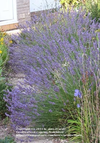 Photo of English Lavender (Lavandula angustifolia) uploaded by okus