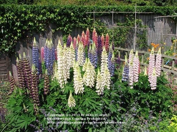Photo of Russell Lupine (Lupinus regalis) uploaded by okus