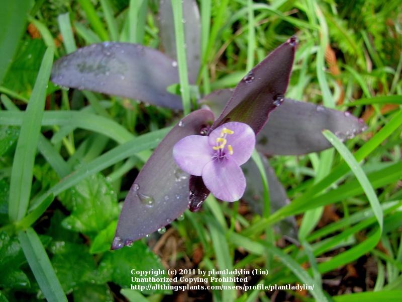 Photo of Purple Heart (Tradescantia pallida 'Purpurea') uploaded by plantladylin