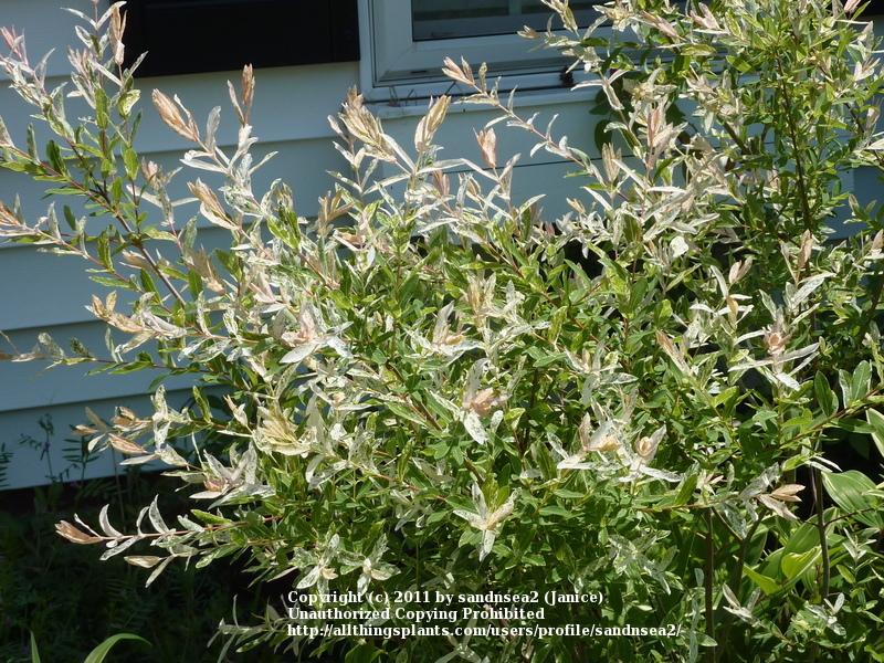 Photo of Dappled Willow (Salix integra 'Hakuro-nishiki') uploaded by sandnsea2