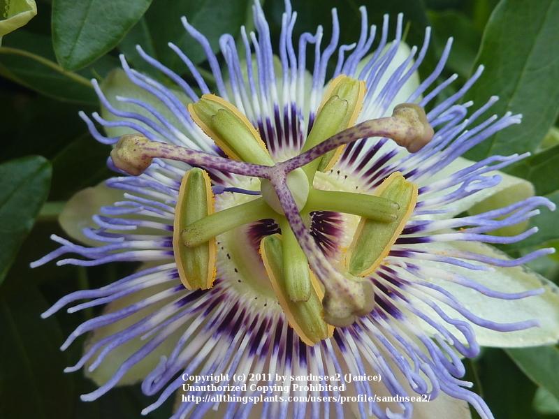 Photo of Blue Passion Flower (Passiflora caerulea) uploaded by sandnsea2