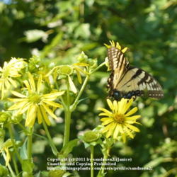Location: Winston Salem, NC
Date: Jul 14, 2010 5:35 PM
A butterfly magnet