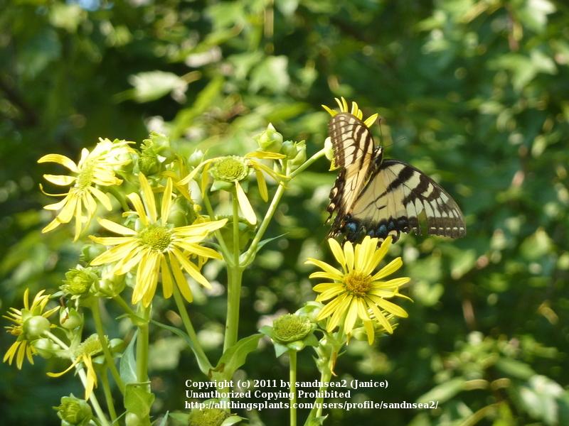 Photo of Cup Plant (Silphium perfoliatum) uploaded by sandnsea2