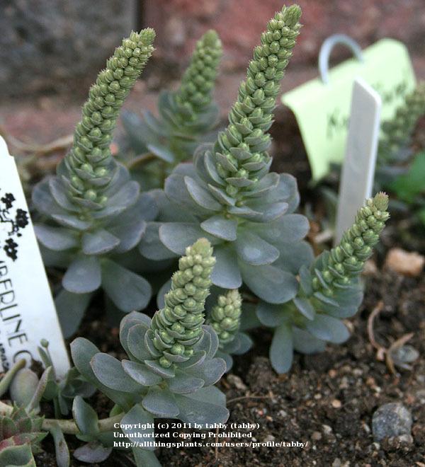 Photo of Dunce's Cap (Orostachys iwarenge) uploaded by tabby