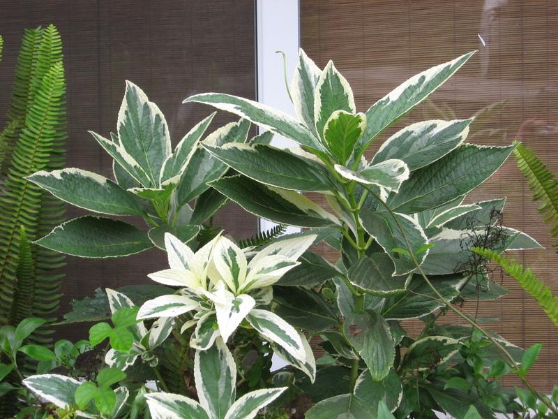 Photo of Lacecap Hydrangea (Hydrangea macrophylla 'Variegata') uploaded by wcgypsy