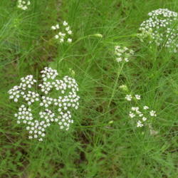 Location: Northeastern Texas
Date: May 2010
A very delicate wildflower has lacy flowers and thread-like folia