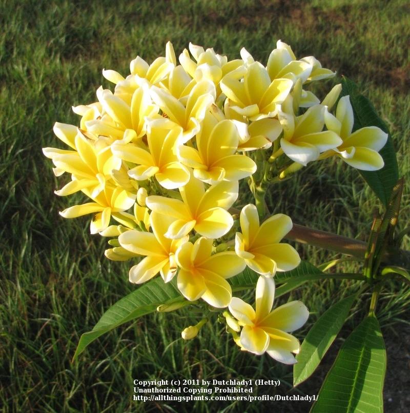 Photo of Plumeria (Plumeria rubra 'Bali Hai Gold') uploaded by Dutchlady1