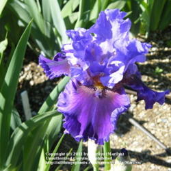 Location: My garden in Kentucky
Date: May 6, 2010 8:49 AM