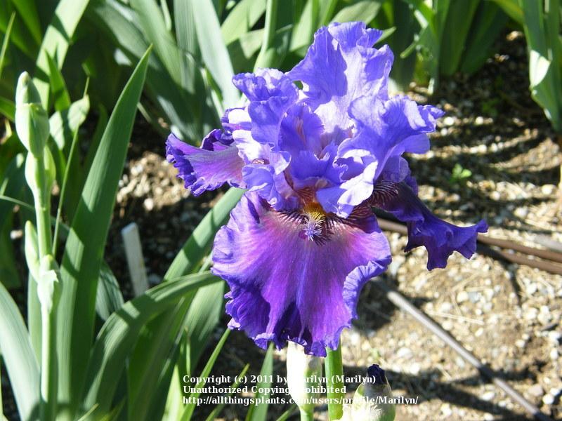 Photo of Tall Bearded Iris (Iris 'Evening Tidings') uploaded by Marilyn