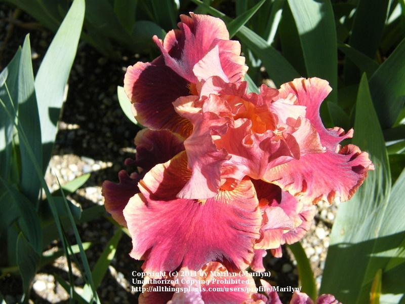 Photo of Tall Bearded Iris (Iris 'Drinks at Sunset') uploaded by Marilyn