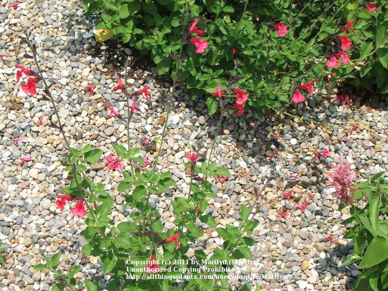 Photo of Autumn Sage (Salvia Navajo™ Bright Red) uploaded by Marilyn