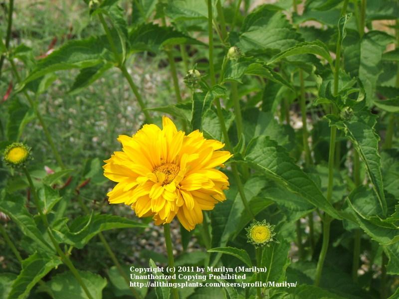 Photo of False Sunflower (Heliopsis helianthoides var. scabra Summer Sun) uploaded by Marilyn