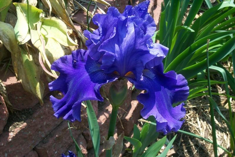 Photo of Tall Bearded Iris (Iris 'Pledge Allegiance') uploaded by Newyorkrita