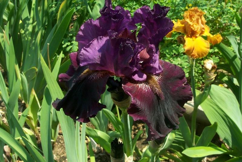 Photo of Tall Bearded Iris (Iris 'Bewitching Hour') uploaded by Newyorkrita