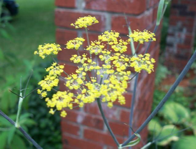 Photo of Fennel (Foeniculum vulgare) uploaded by Sharon