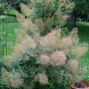 Smoke tree started from a seedling