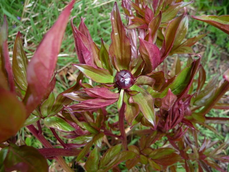 Photo of Peony (Paeonia lactiflora 'Festiva Maxima') uploaded by gardengus