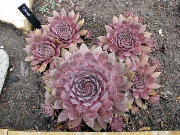 Photo of Hen and Chicks (Sempervivum 'Galahad') uploaded by goldfinch4
