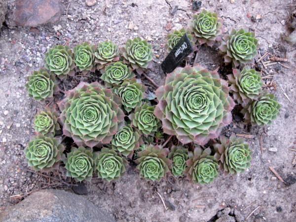 Photo of Hen and Chicks (Sempervivum 'Old Copper') uploaded by goldfinch4