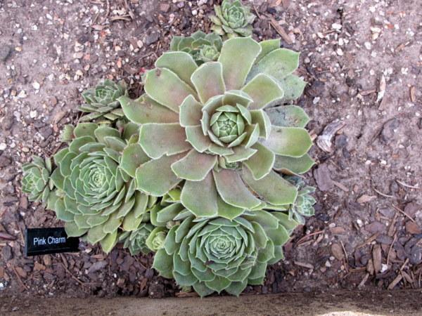 Photo of Hen and Chicks (Sempervivum 'Pink Charm') uploaded by goldfinch4