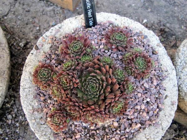 Photo of Hen and Chicks (Sempervivum 'Pacific Red Tide') uploaded by goldfinch4