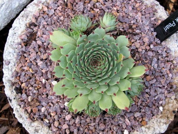 Photo of Hen and Chicks (Sempervivum calcareum 'Pink Pearl') uploaded by goldfinch4