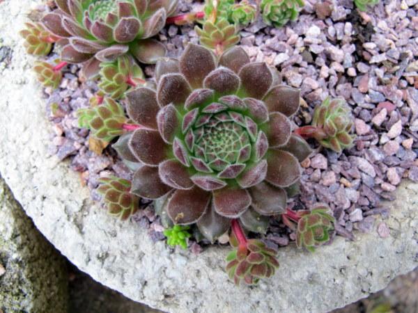 Photo of Hen and Chicks (Sempervivum 'Pacific Rim') uploaded by goldfinch4
