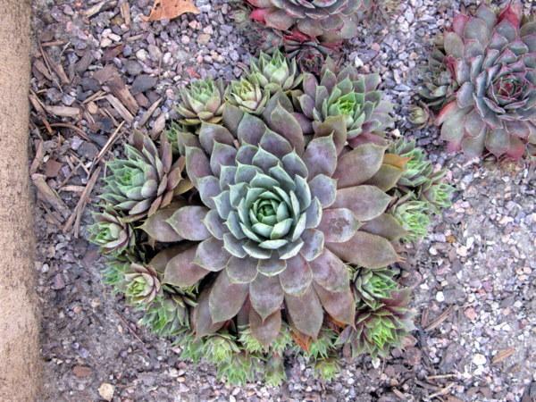Photo of Hen and Chicks (Sempervivum 'Jeramia') uploaded by goldfinch4