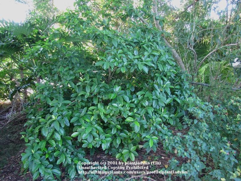 Photo of Gardenia (Gardenia jasminoides) uploaded by plantladylin