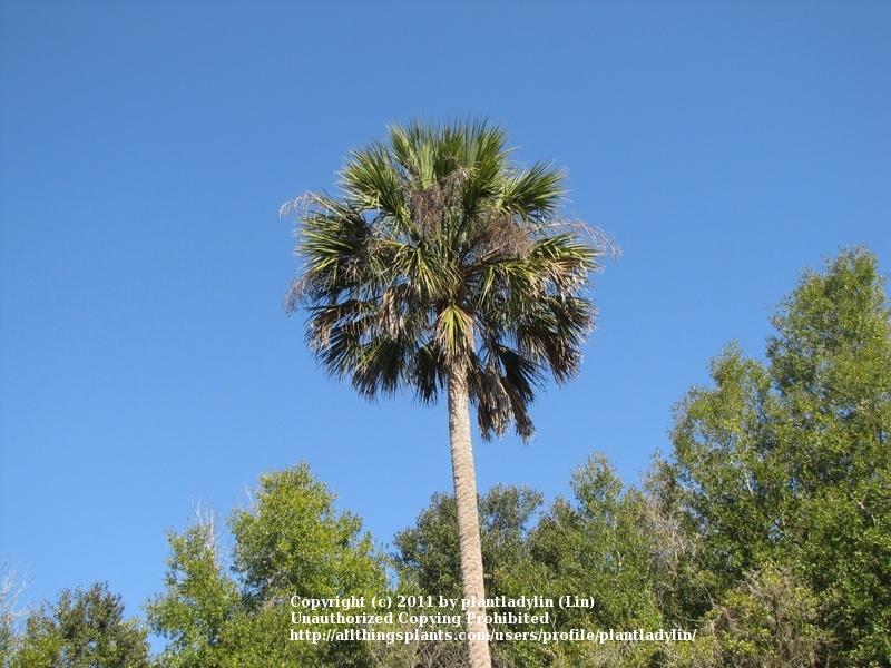 Photo of Cabbage Palm (Sabal palmetto) uploaded by plantladylin