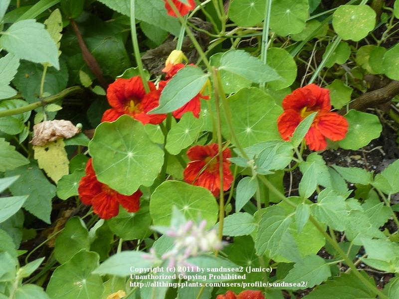 Photo of Garden Nasturtiums (Tropaeolum majus) uploaded by sandnsea2