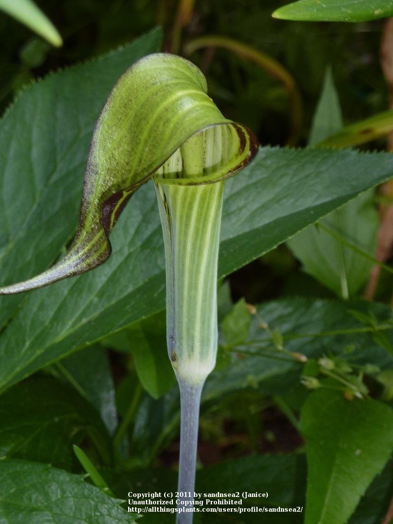 Photo of Jack in the Pulpit (Arisaema triphyllum) uploaded by sandnsea2