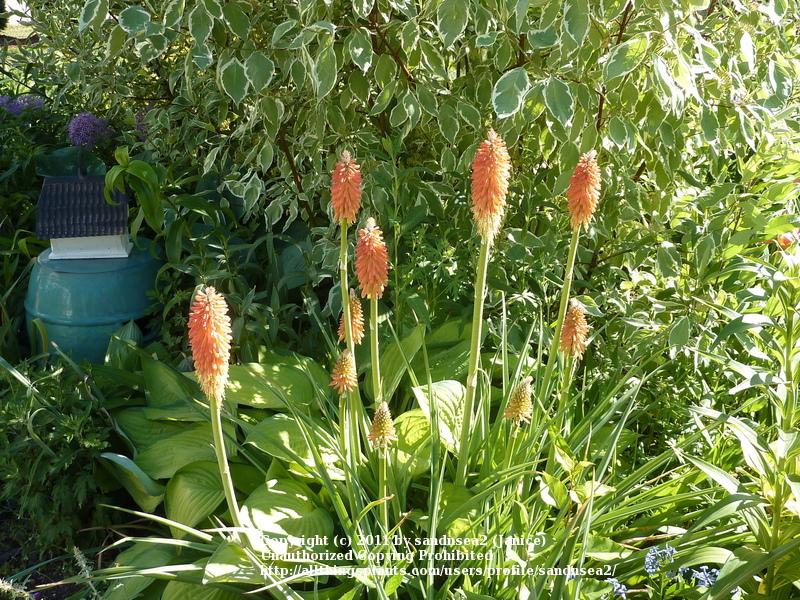 Photo of Red Hot Poker (Kniphofia uvaria) uploaded by sandnsea2