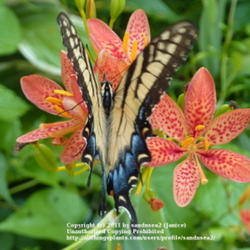 
Date: Jul 10, 2011 10:20 AM
Butterfly magnet