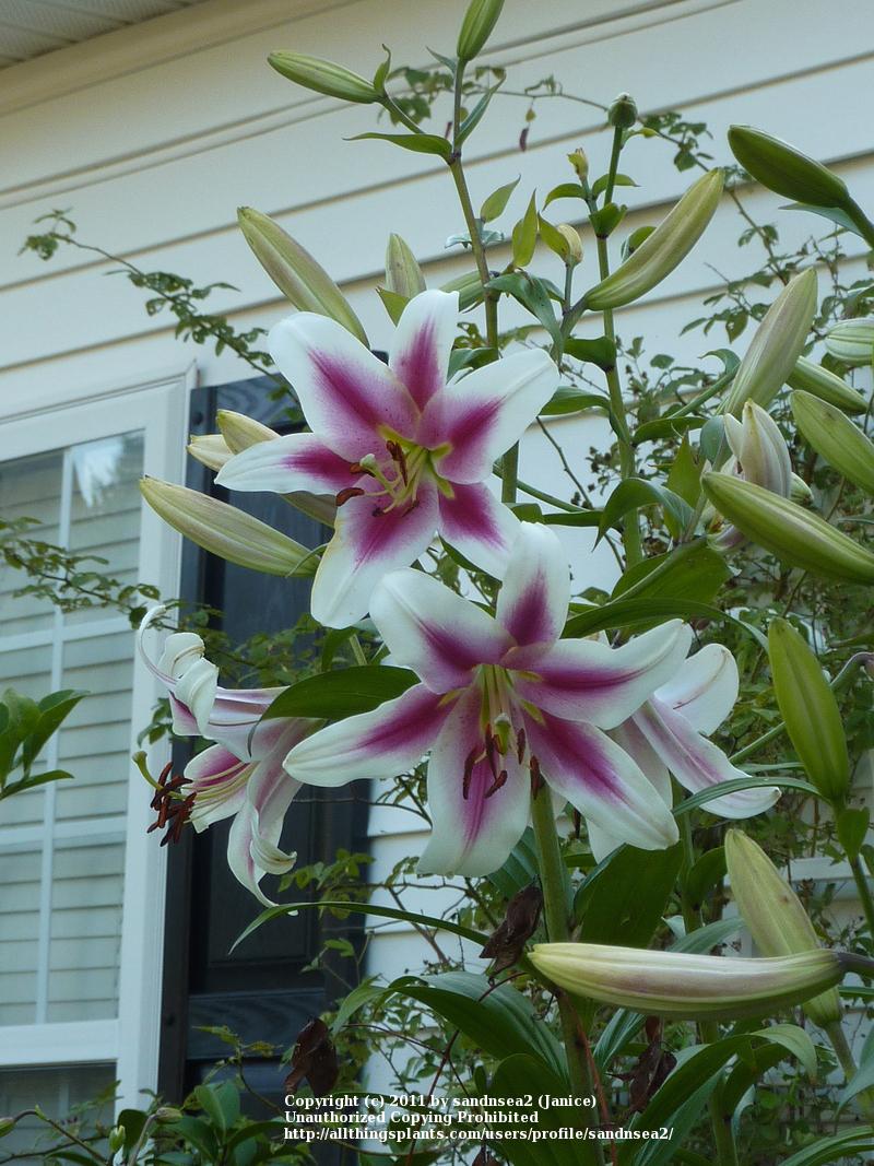 Photo of Lily (Lilium 'Altari') uploaded by sandnsea2