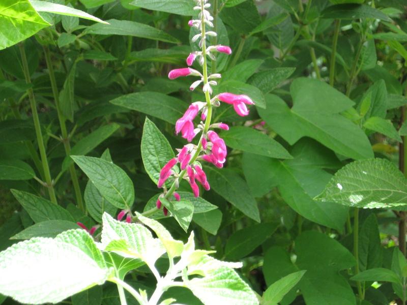 Photo of Salvia (Salvia curviflora) uploaded by wcgypsy